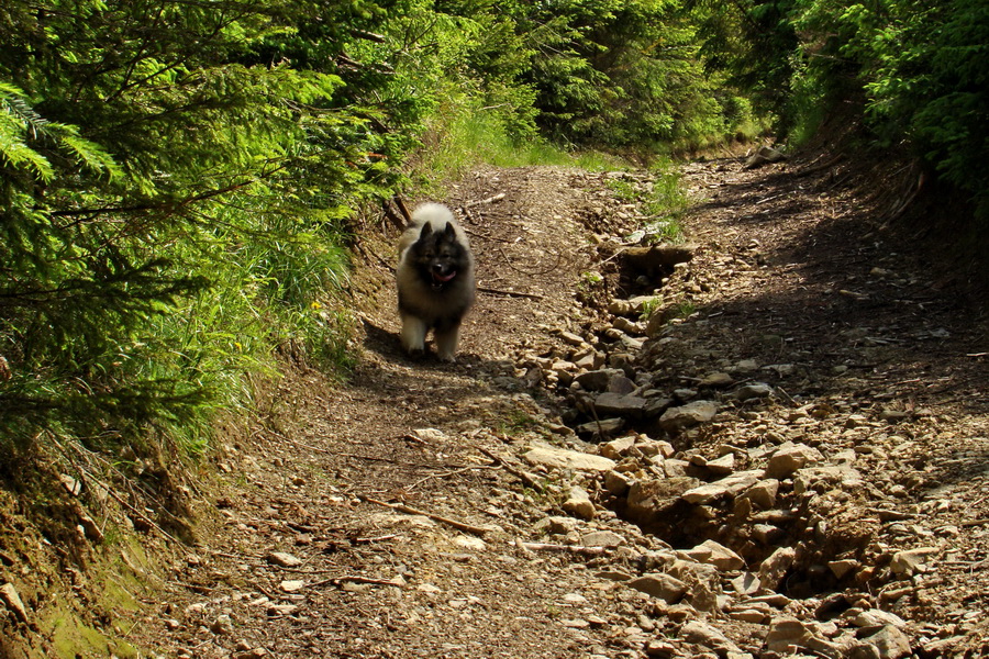 Kojšovská hoľa z Gelnice (Volovské vrchy)