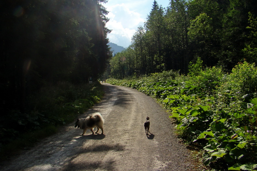 Koniec Javorovej doliny (Vysoké Tatry)