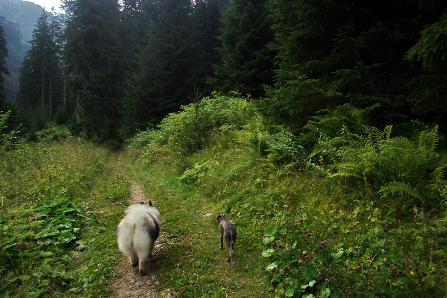 Koniec Javorovej doliny (Vysoké Tatry)