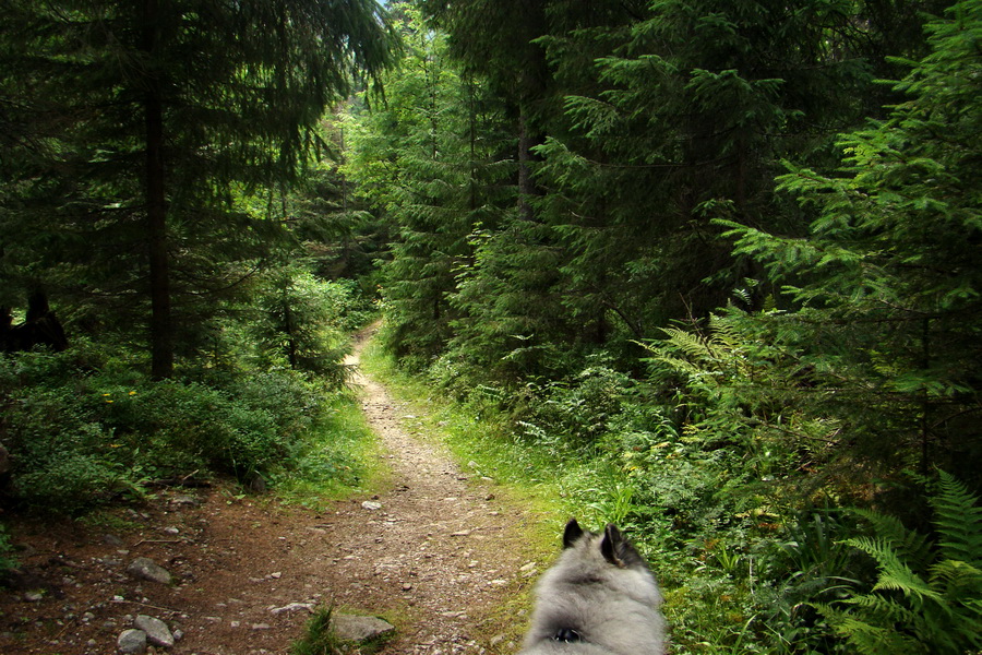 Koniec Javorovej doliny (Vysoké Tatry)