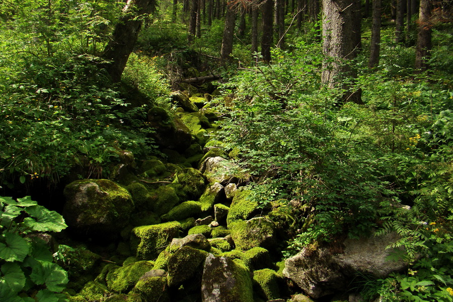 Koniec Javorovej doliny (Vysoké Tatry)