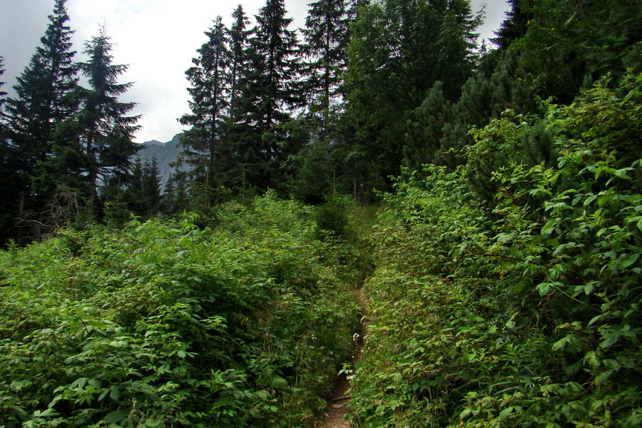 Koniec Javorovej doliny (Vysoké Tatry)