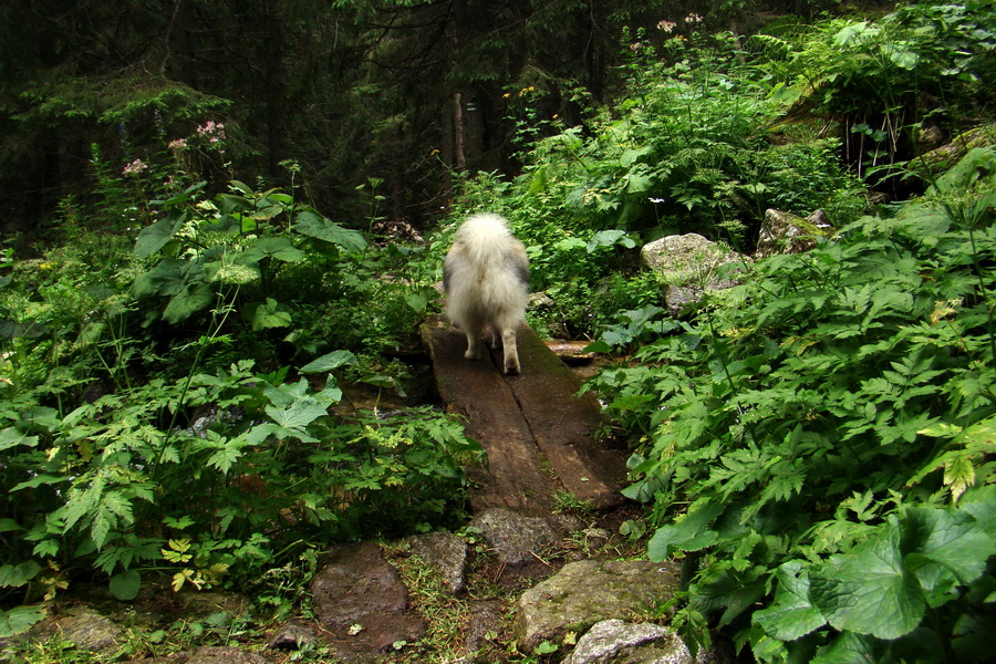 Koniec Javorovej doliny (Vysoké Tatry)