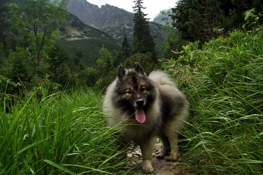 Koniec Javorovej doliny (Vysoké Tatry)