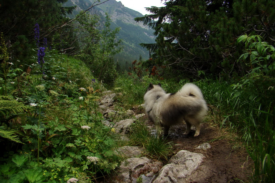 Koniec Javorovej doliny (Vysoké Tatry)