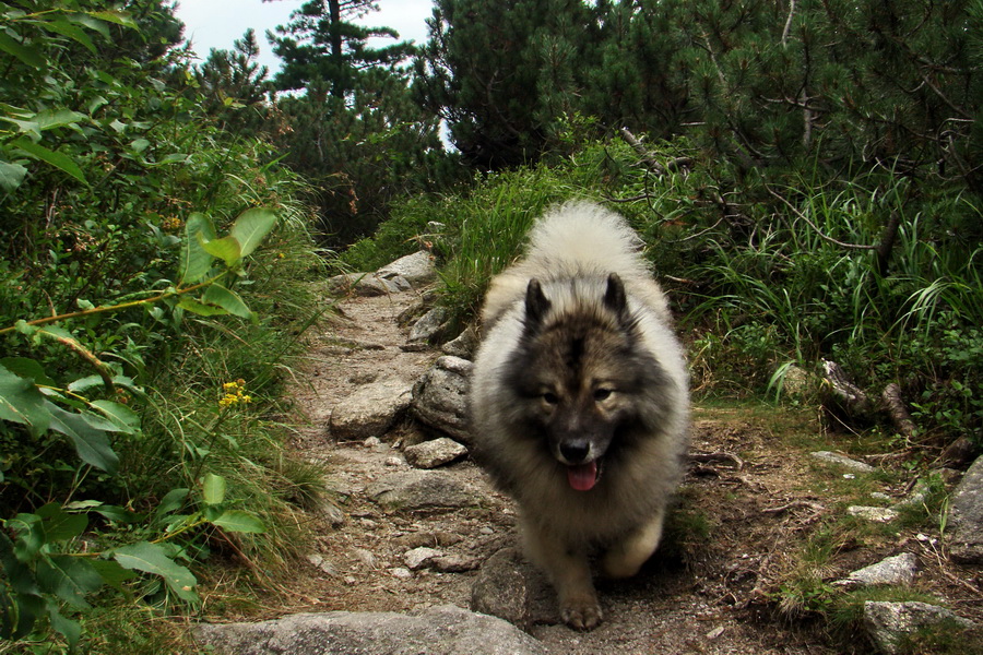 Koniec Javorovej doliny (Vysoké Tatry)