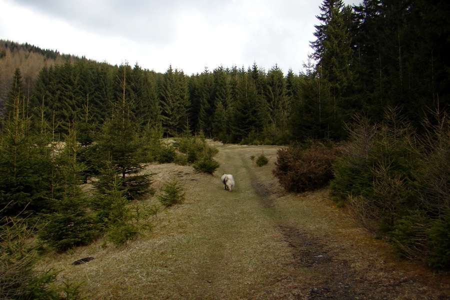 Kráľova hoľa z Telgárta (Nízke Tatry)