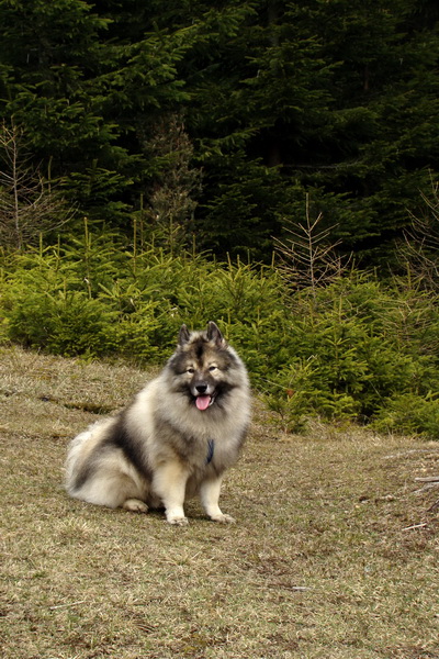 Kráľova hoľa z Telgárta (Nízke Tatry)