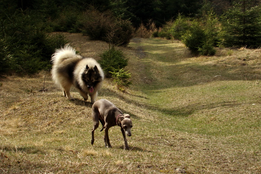 Kráľova hoľa z Telgárta (Nízke Tatry)