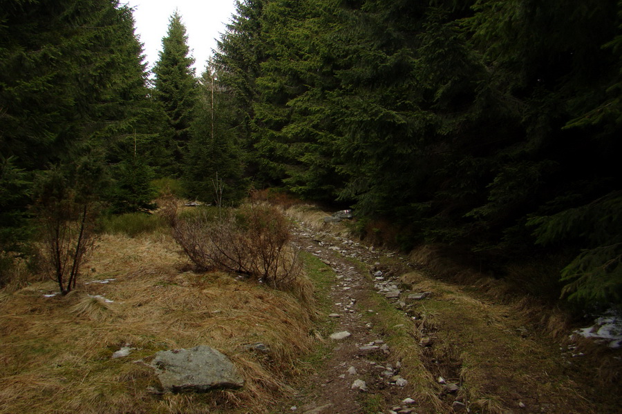 Kráľova hoľa z Telgárta (Nízke Tatry)