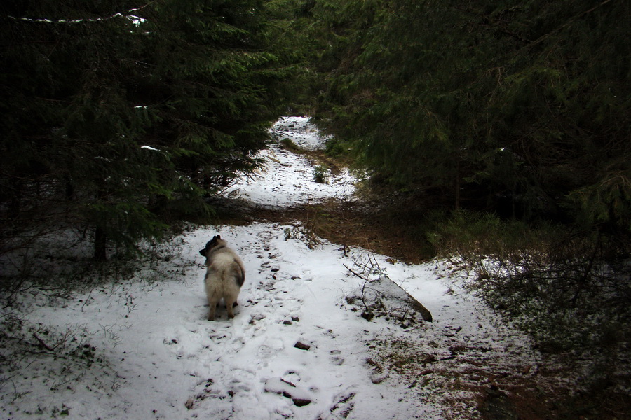 Kráľova hoľa z Telgárta (Nízke Tatry)