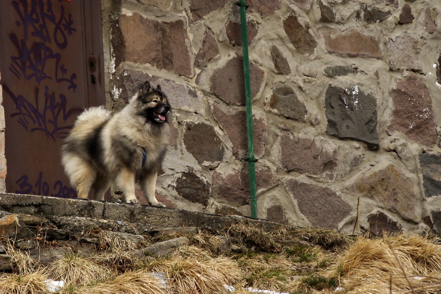 Kráľova hoľa z Telgárta (Nízke Tatry)