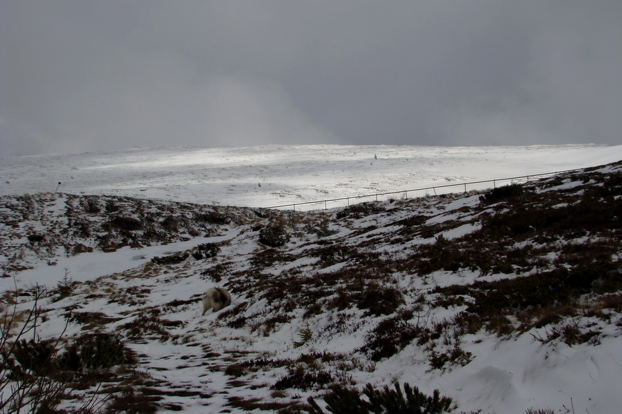 Kráľova hoľa z Telgárta (Nízke Tatry)