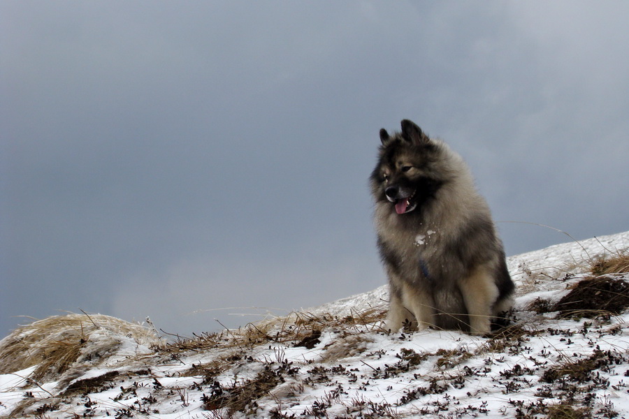 Kráľova hoľa z Telgárta (Nízke Tatry)