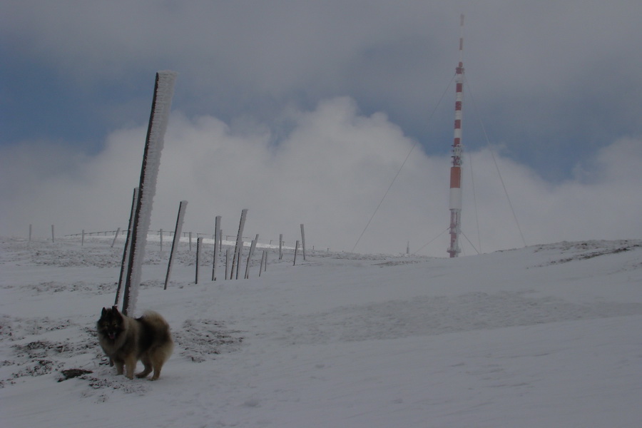 Kráľova hoľa z Telgárta (Nízke Tatry)