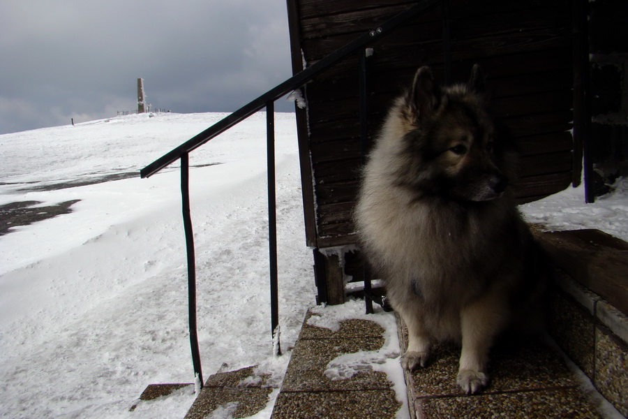 Kráľova hoľa z Telgárta (Nízke Tatry)