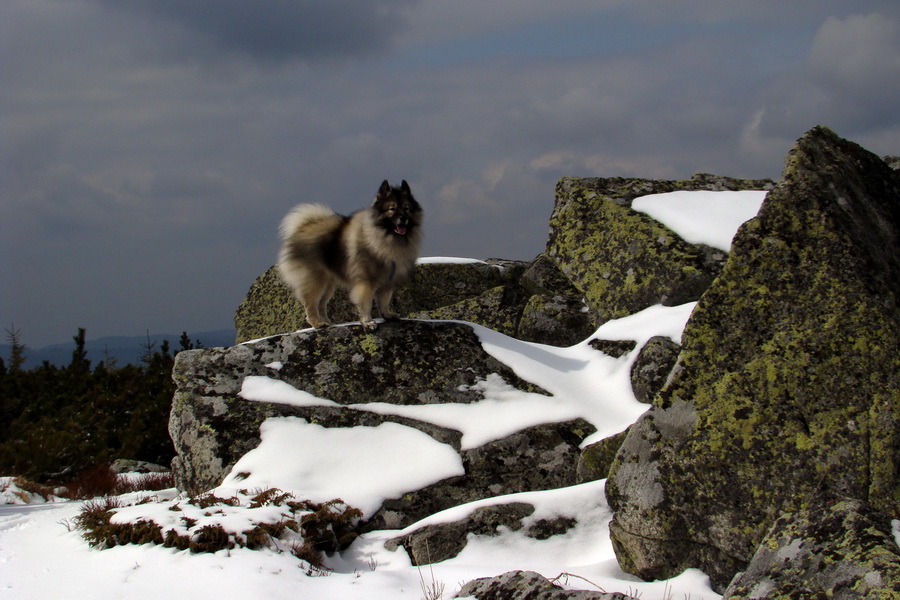 Kráľova hoľa z Telgárta (Nízke Tatry)