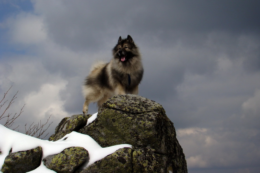 Kráľova hoľa z Telgárta (Nízke Tatry)