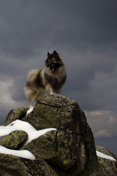 Kráľova hoľa z Telgárta (Nízke Tatry)