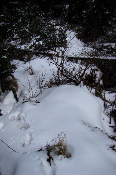 Kráľova hoľa z Telgárta (Nízke Tatry)