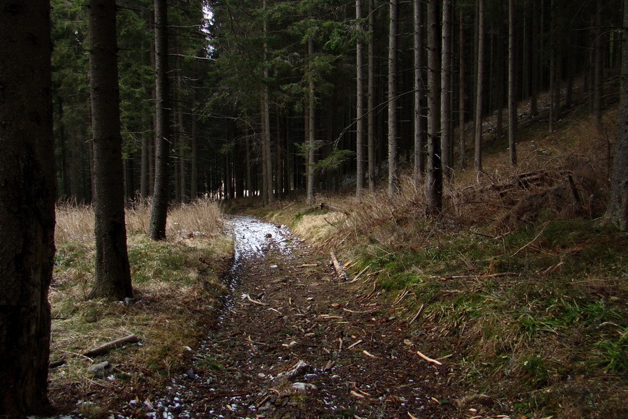 Kráľova hoľa z Telgárta (Nízke Tatry)