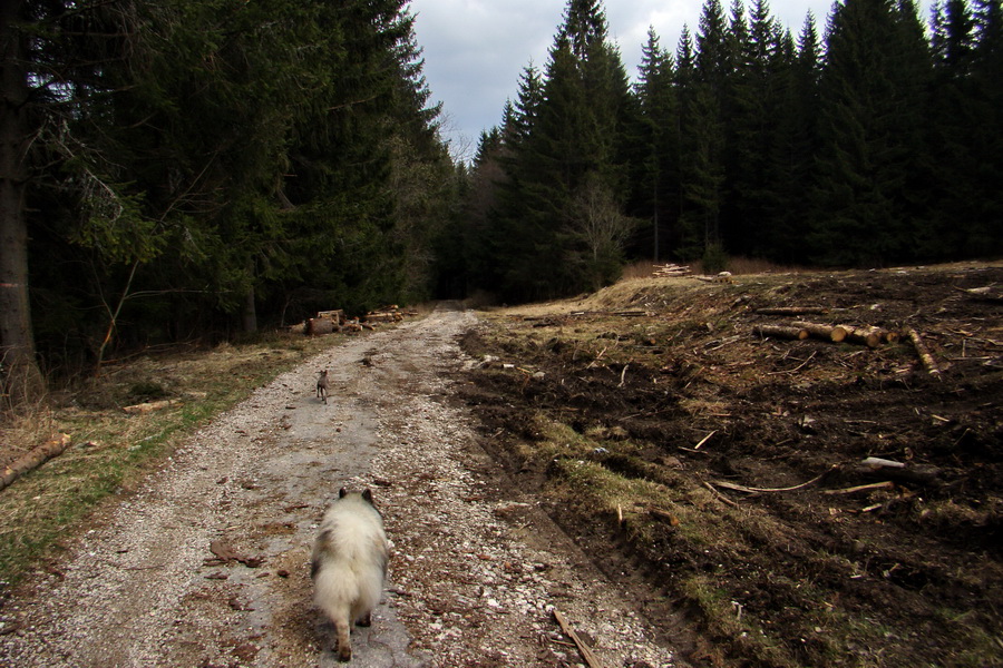 Kráľova hoľa z Telgárta (Nízke Tatry)