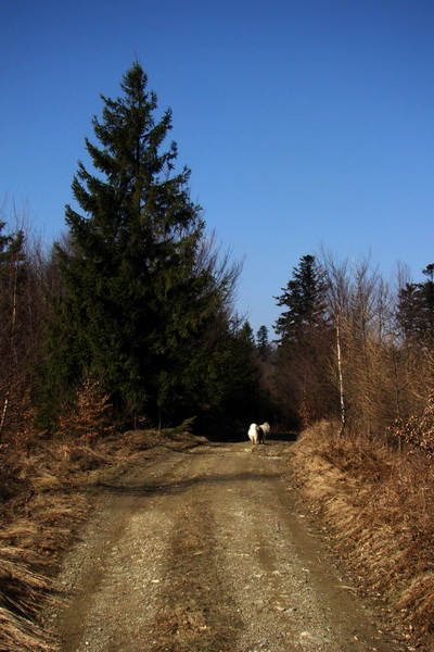 Osadník zo Štósa (Volovské vrchy)