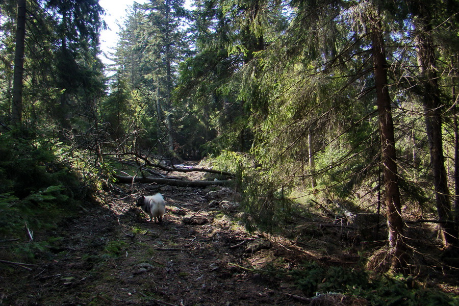 Osadník zo Štósa (Volovské vrchy)