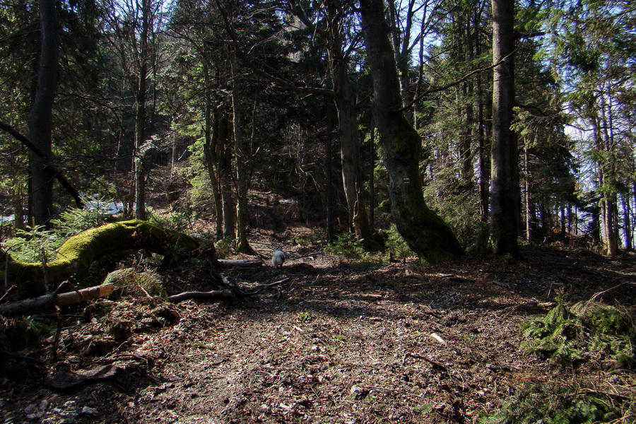 Osadník zo Štósa (Volovské vrchy)