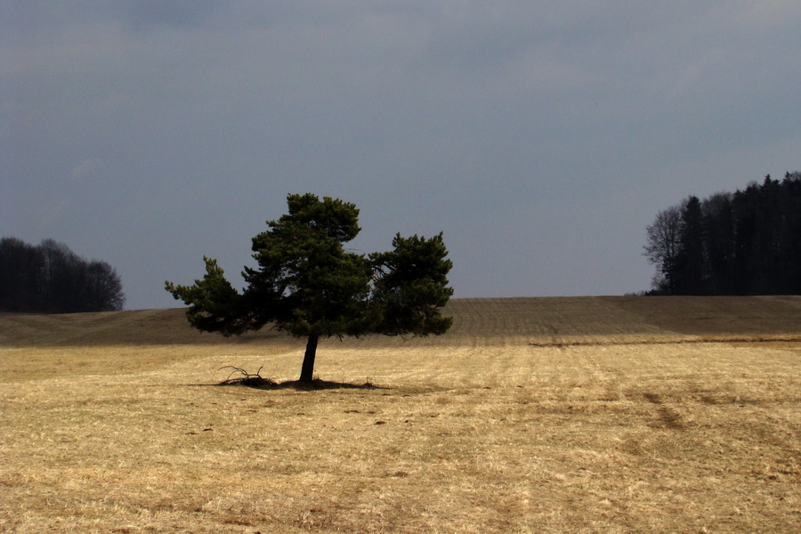 Osadník zo Štósa (Volovské vrchy)