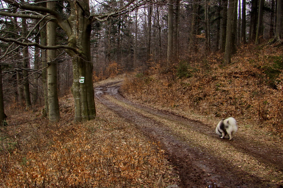 Osadník zo Štósa (Volovské vrchy)