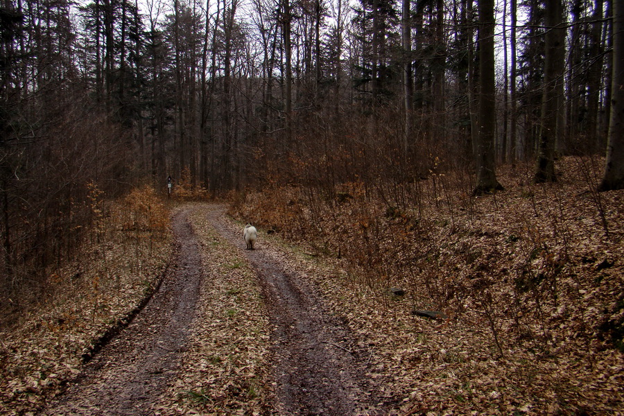 Osadník zo Štósa (Volovské vrchy)