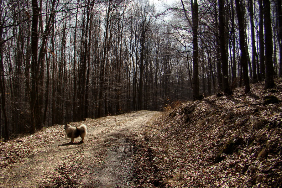 Osadník zo Štósa (Volovské vrchy)