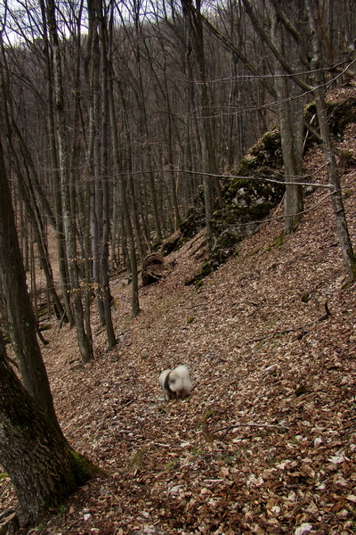 Osadník zo Štósa (Volovské vrchy)