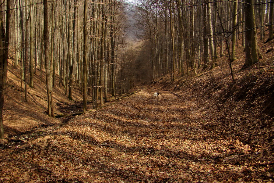 Osadník zo Štósa (Volovské vrchy)