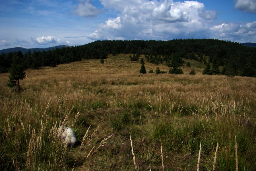 Pálenica a Veľká Knola za jeden deň (Volovské vrchy)