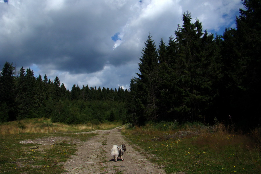 Pálenica a Veľká Knola za jeden deň (Volovské vrchy)