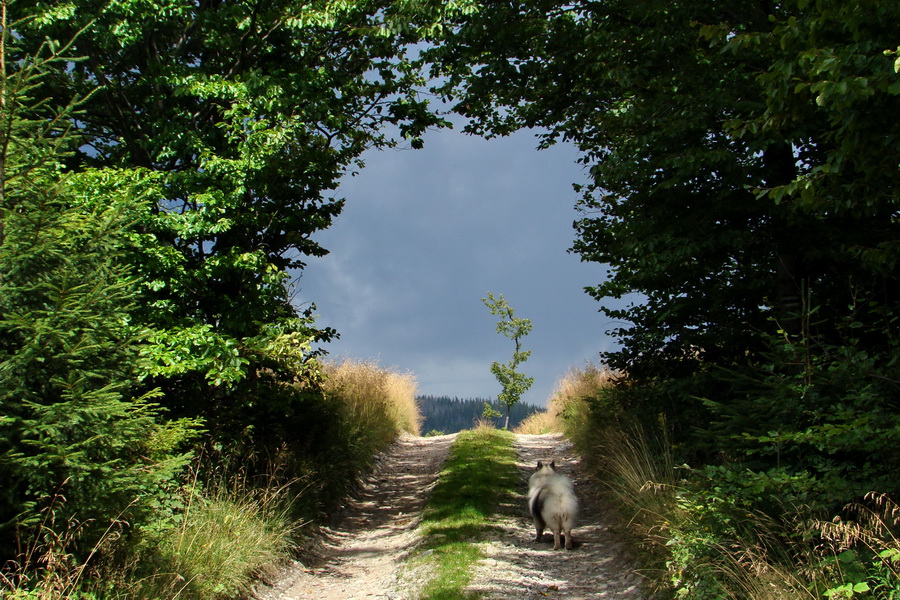 Pálenica a Veľká Knola za jeden deň (Volovské vrchy)