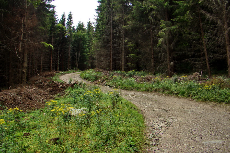 Pálenica a Veľká Knola za jeden deň (Volovské vrchy)