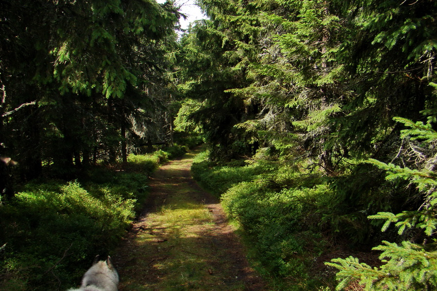 Pálenica a Veľká Knola za jeden deň (Volovské vrchy)