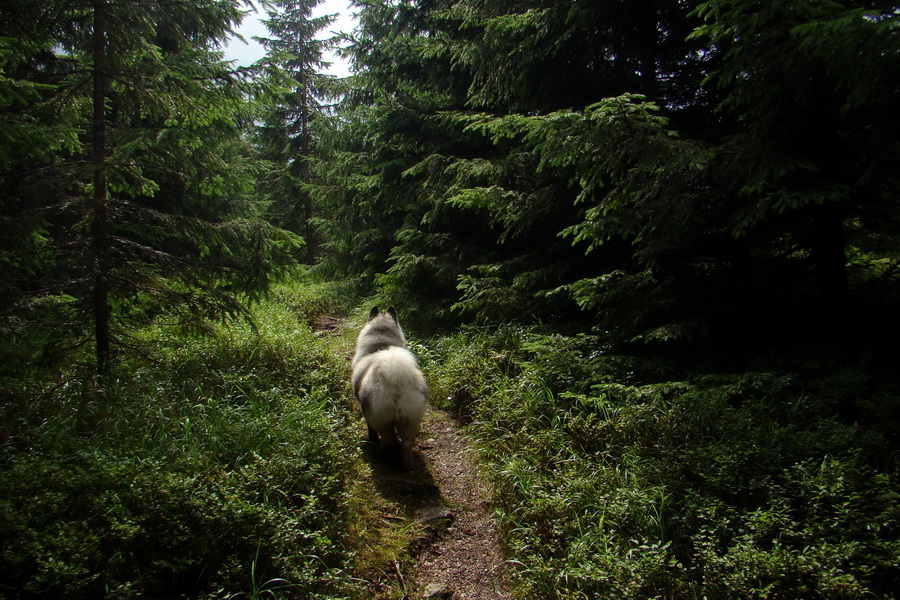 Pálenica a Veľká Knola za jeden deň (Volovské vrchy)