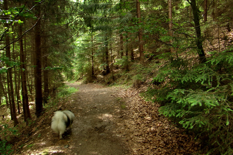 Poludnica a Krakova hoľa za jeden deň (Nízke Tatry)