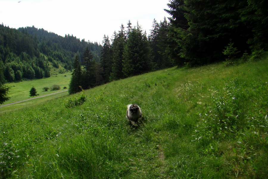 Poludnica a Krakova hoľa za jeden deň (Nízke Tatry)