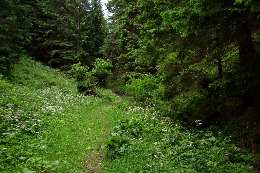 Poludnica a Krakova hoľa za jeden deň (Nízke Tatry)