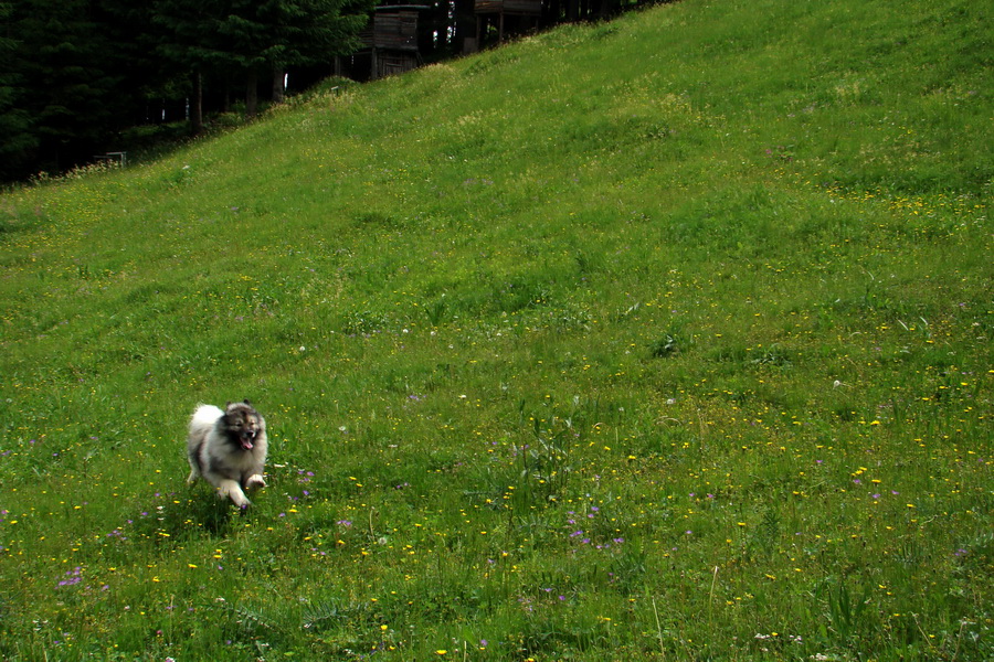 Poludnica a Krakova hoľa za jeden deň (Nízke Tatry)