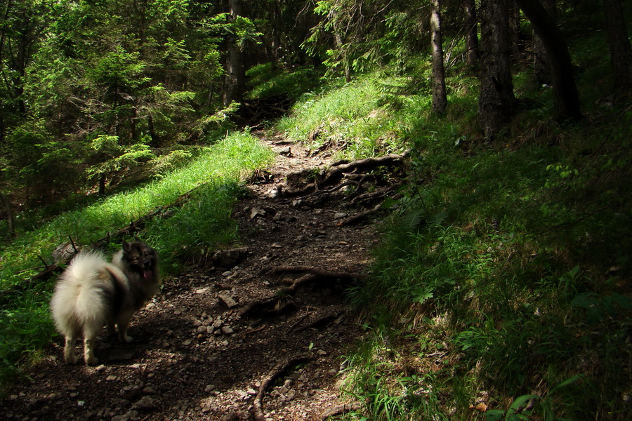 Poludnica a Krakova hoľa za jeden deň (Nízke Tatry)