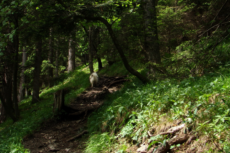 Poludnica a Krakova hoľa za jeden deň (Nízke Tatry)