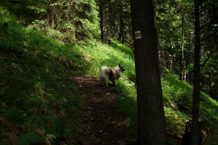 Poludnica a Krakova hoľa za jeden deň (Nízke Tatry)