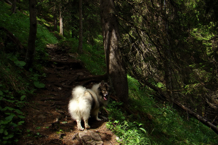 Poludnica a Krakova hoľa za jeden deň (Nízke Tatry)