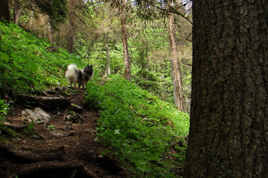 Poludnica a Krakova hoľa za jeden deň (Nízke Tatry)